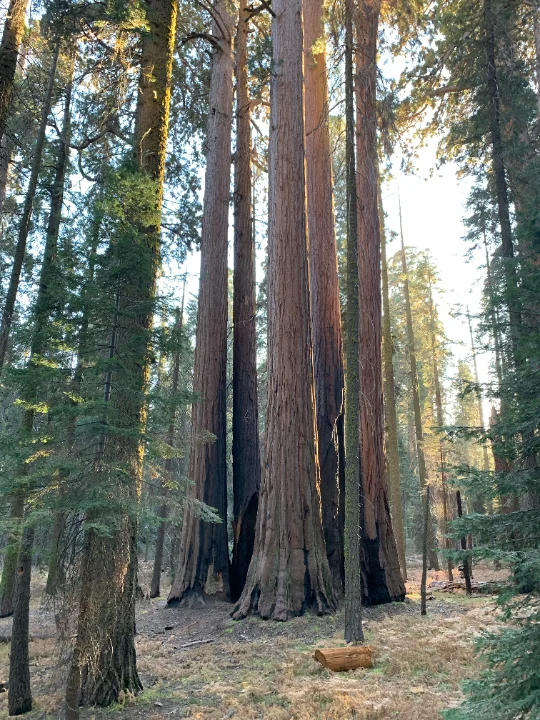 Giant sequoia trees in Sequoia National Park, California